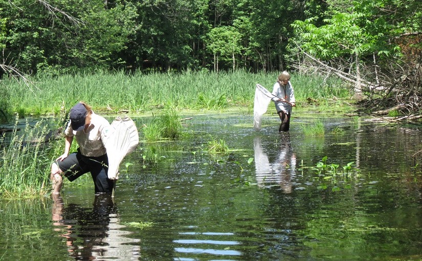 researchers in the pond