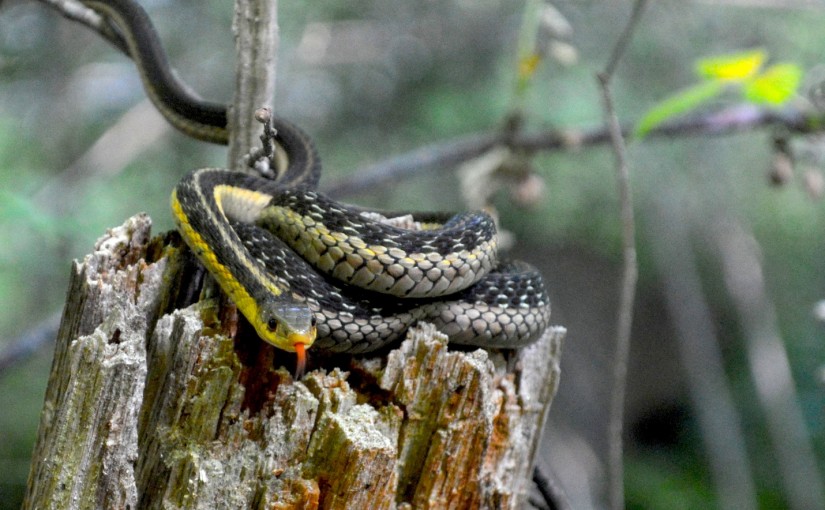 Slithering into fall: hibernation for Ontario’s reptiles