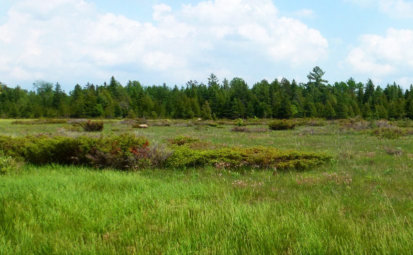 alvar habitat landscape
