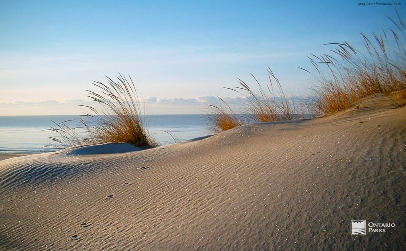 beach with dune grass