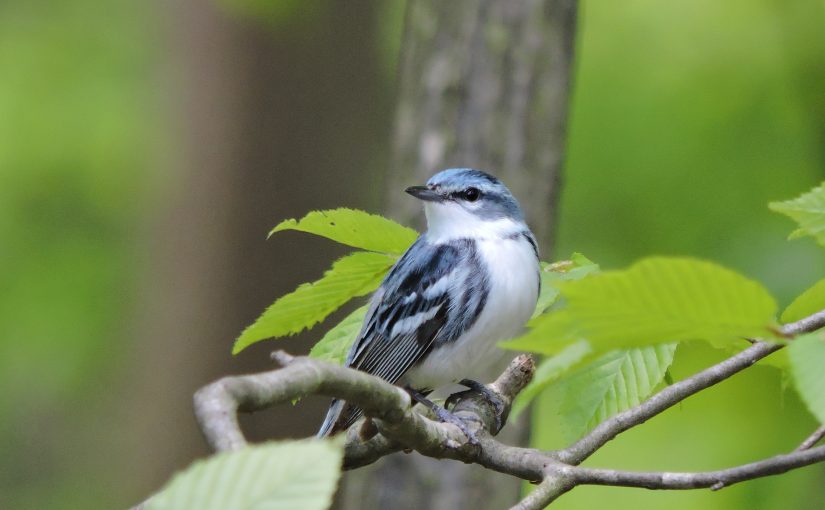 blue songbird (Cerulean Warbler)