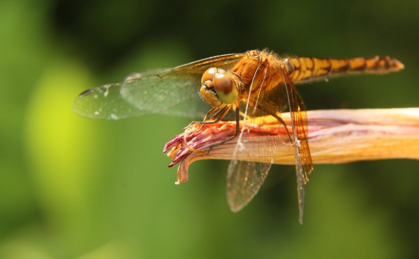 Close up of a dragonfly perched on a branch