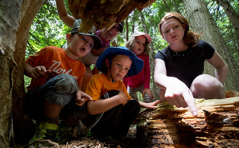 Teacher points at bugs under stump while kids look on