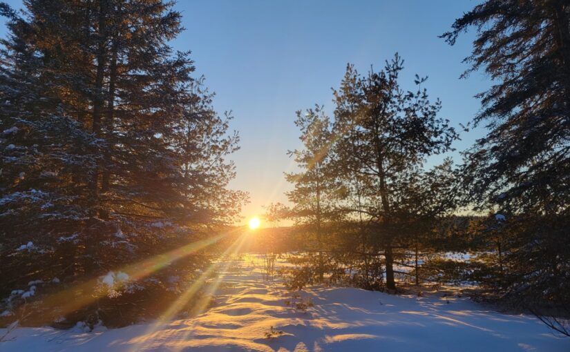 The sun rising behind tall evergreen trees in a snowy field