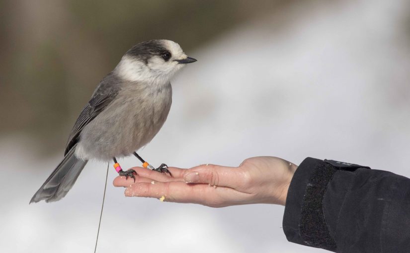 Keeping up with the Canada Jay