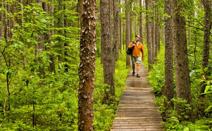 Guy with a yellow shirt and shorts walking on a boardwalk through a forest with tall conifers and lush green understory