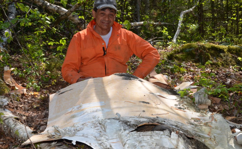 Chuck working with large sheet of birch bark