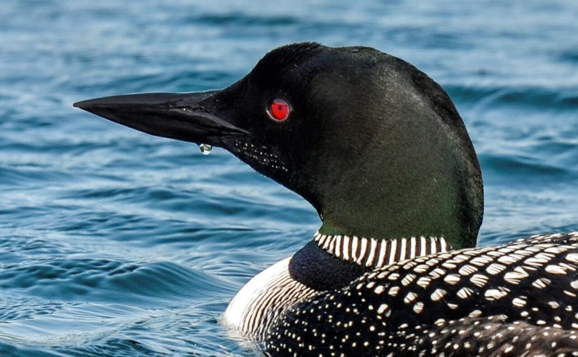 Making a weekend of the Killarney Spring Loon Count