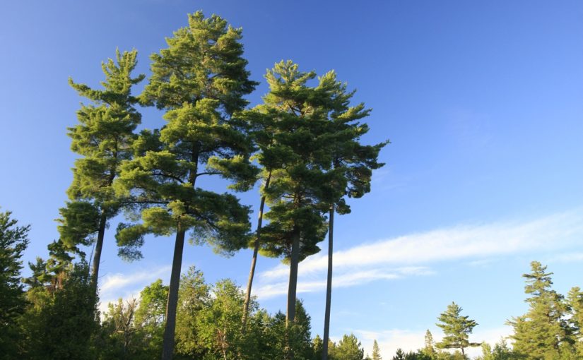 Cluster of old growth pine trees with blue sky in background