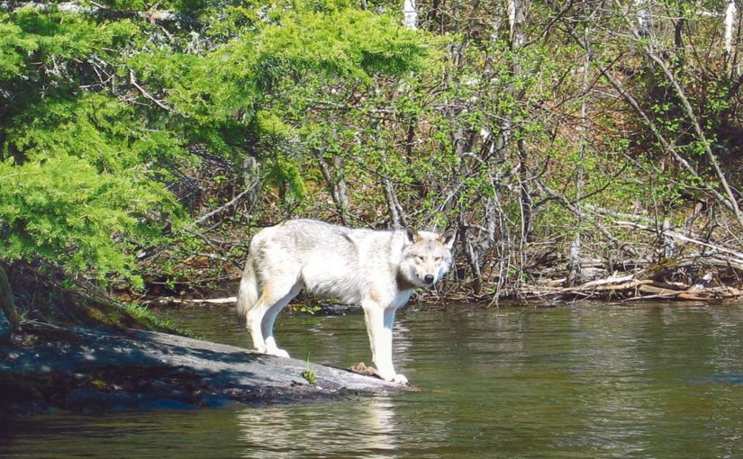 Howling with the wolves at Bonnechere Provincial Park