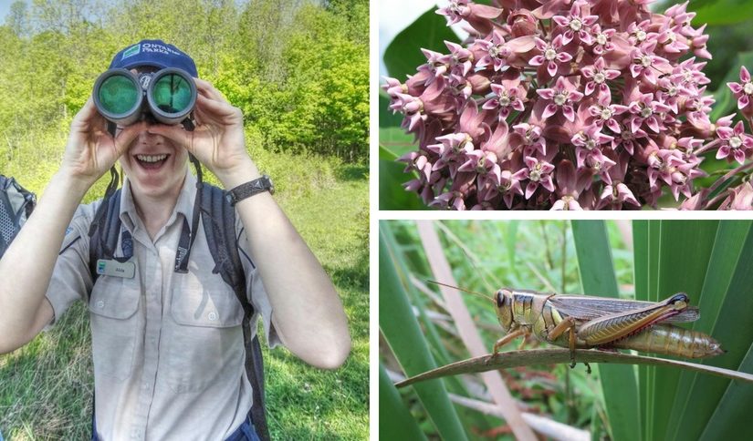 Three picture collage including a staff member with binoculars, a milk weed flower and a grasshopper