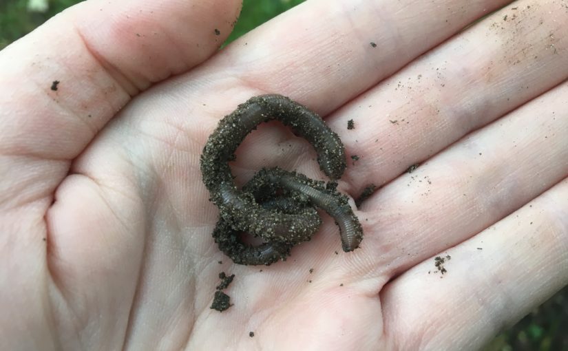 Photo of an earthworm in someone's hand