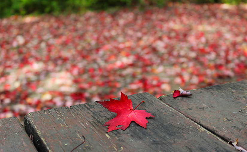 Close up of red leaf on boardwalk