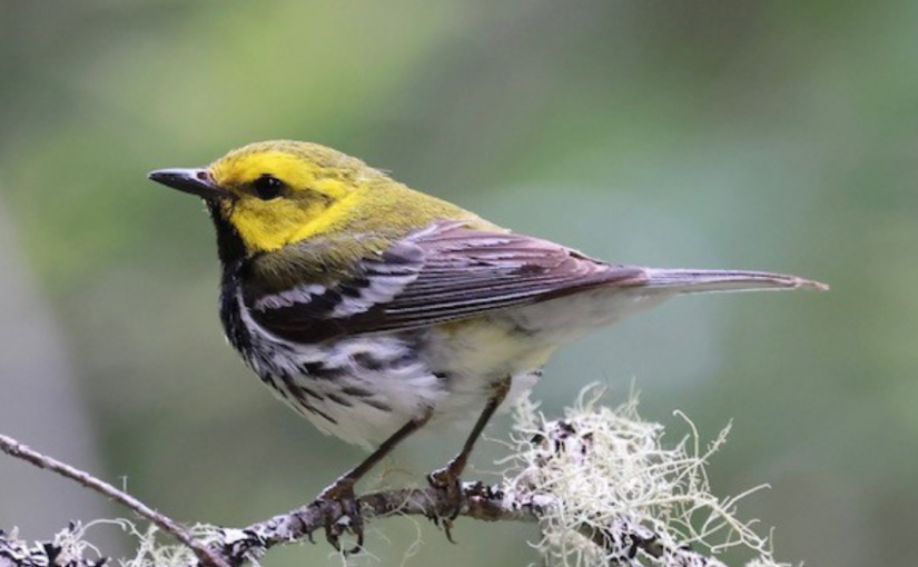 A small yellow-headed grey and white bird preched on a lichen-covered branch