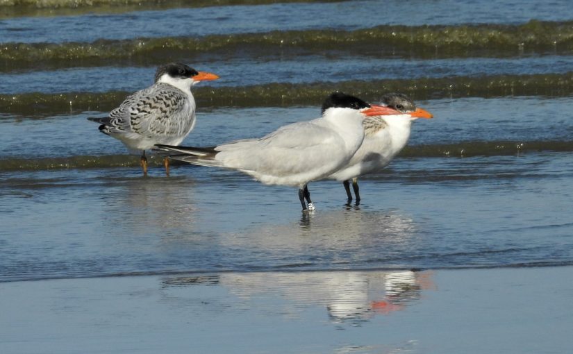 Three Caspian Terns standing on the shore with water in the background