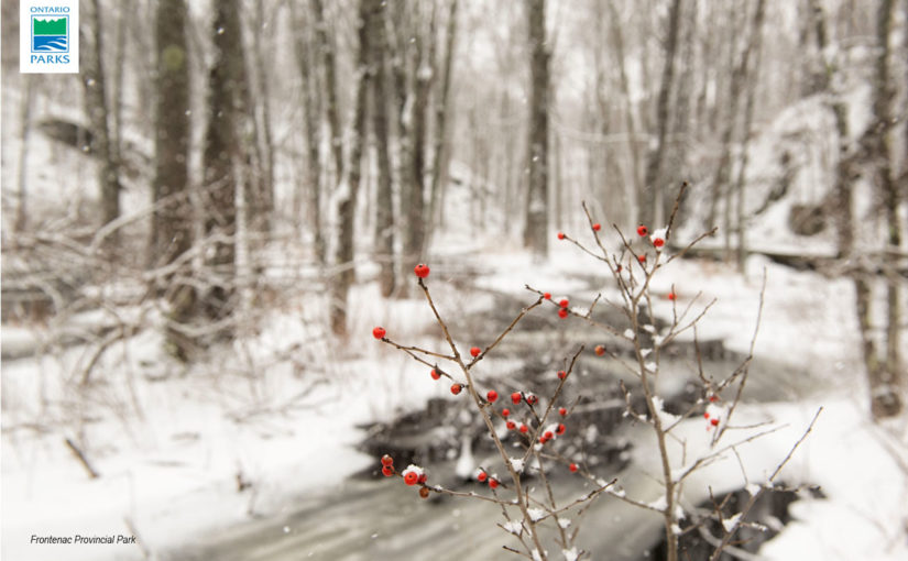Red berries with a snowy stream in background.