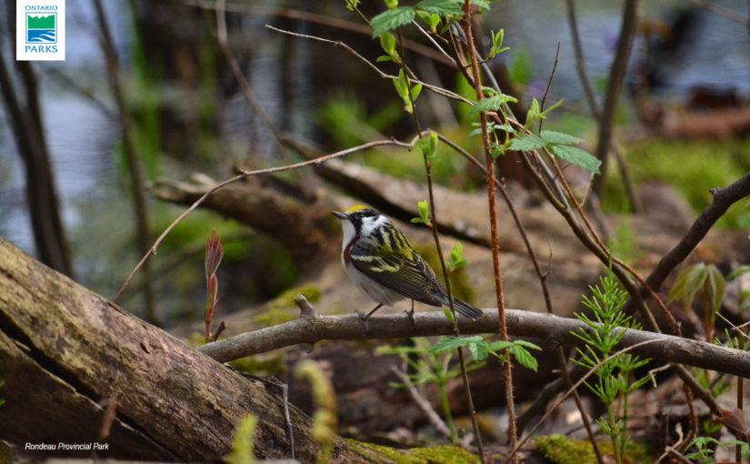 Chestnut-sided warbler resting on a branch.