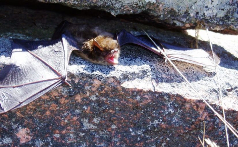 Bats at Ontario Parks