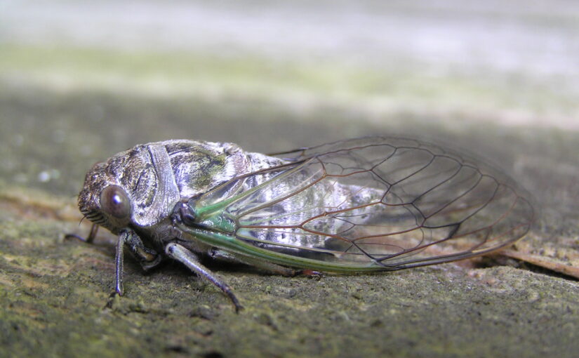 An Adult Dog-day Cicada from the side