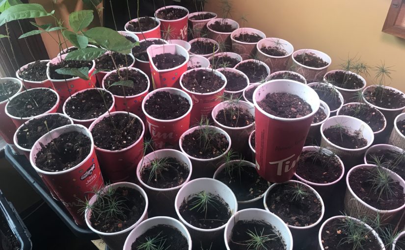 Picture showing the small trees growing in their cups.