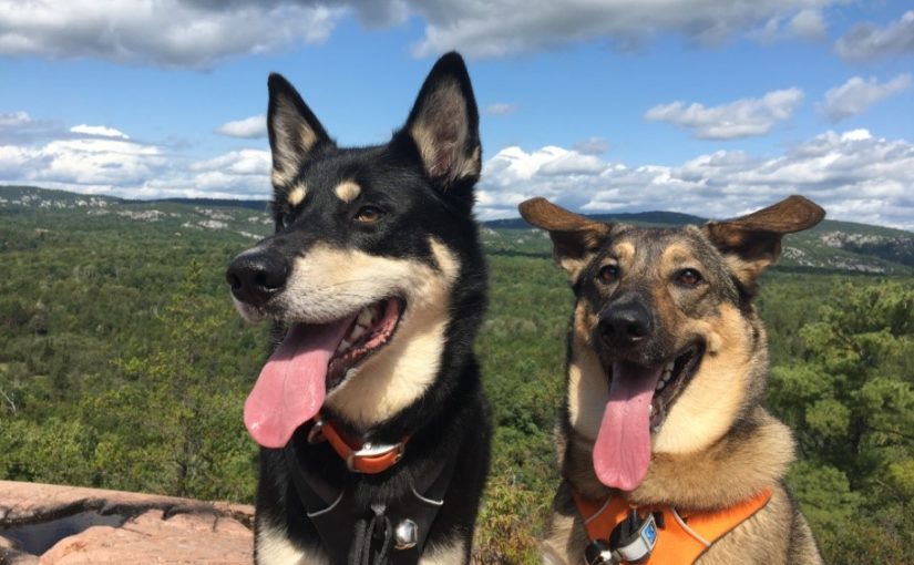 Keeping dogs on-leash protects our parks’ ecological integrity