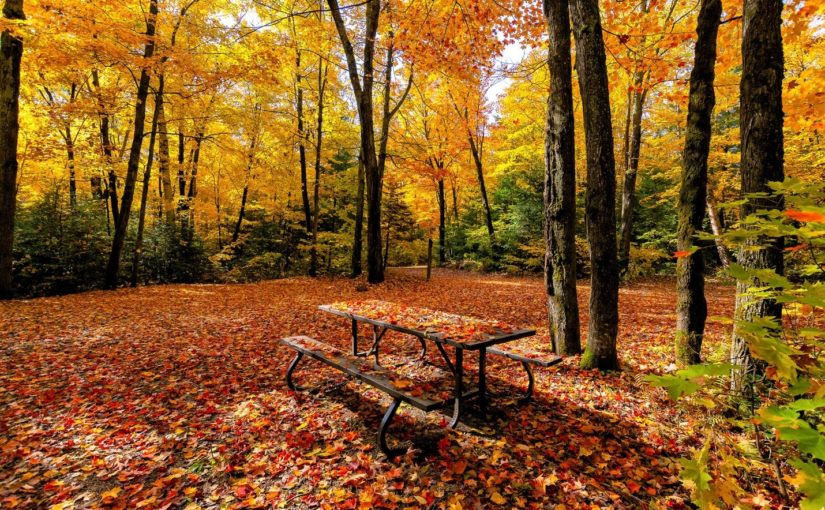 picnic table on campsite, all covered in fall leaves