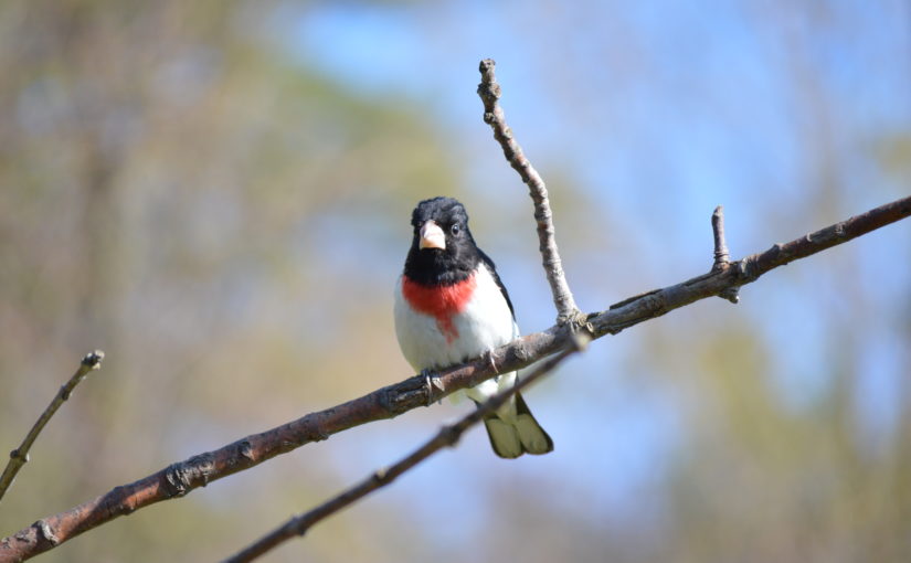 Rose-breasted Grosbeak on a branch.