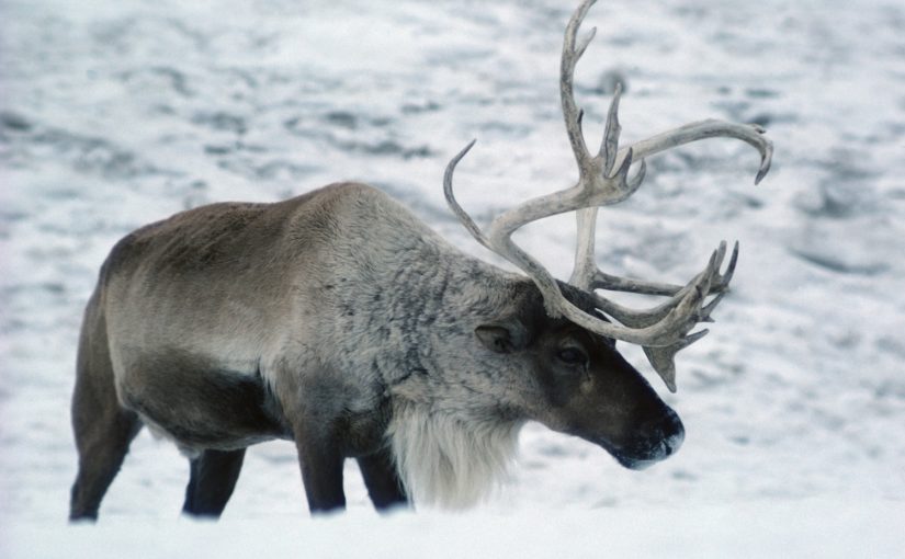 Rudolph the red-nosed…Caribou?