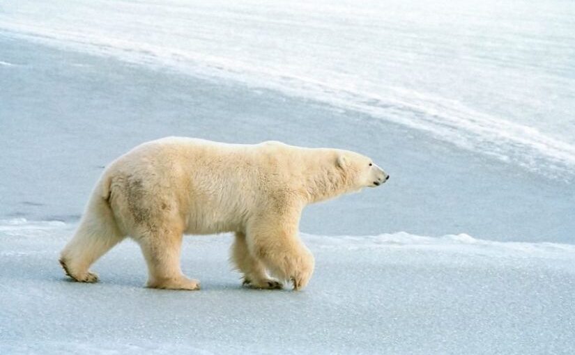 A polar bear walking across snow and ice.