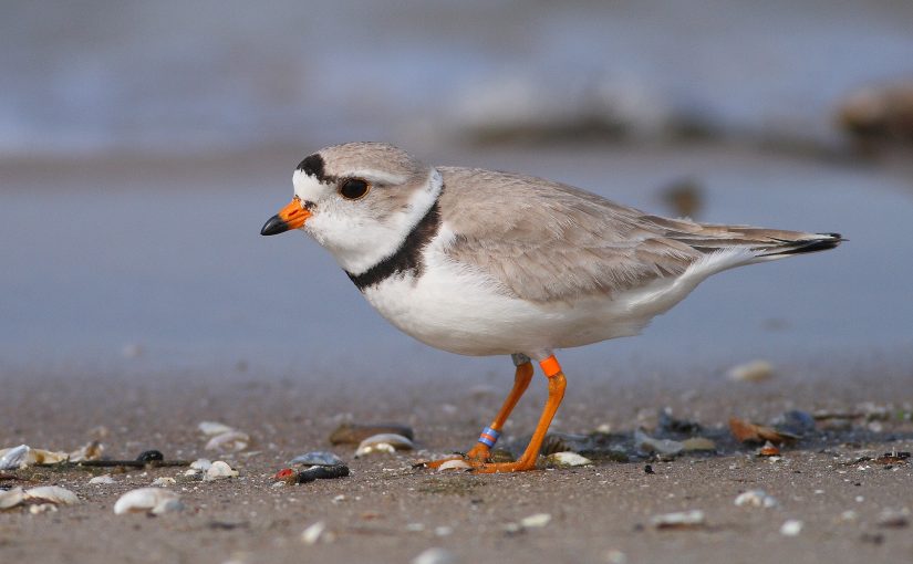 Piping Plover on the beach.