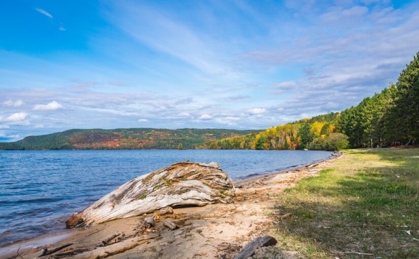 A lake with driftwood on its beach and a forested tree line in the distance that is changing colours with the seasons