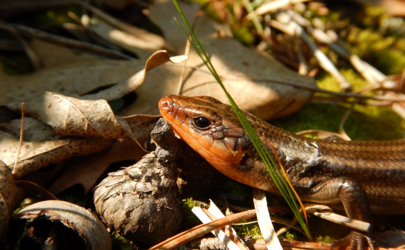 5 cool facts about skinks