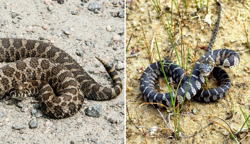 The not-too-alike lookalikes: the Massasauga Rattlesnake and the Northern Watersnake