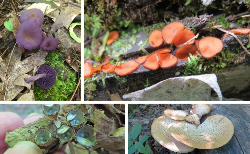 various fungi species