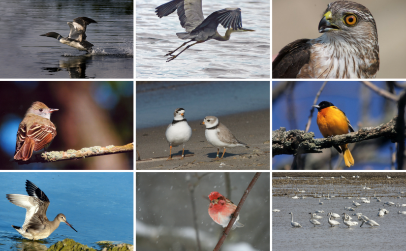 collage of birds