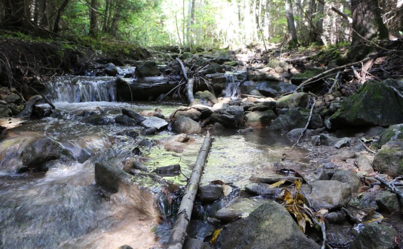 rocky creek in forest