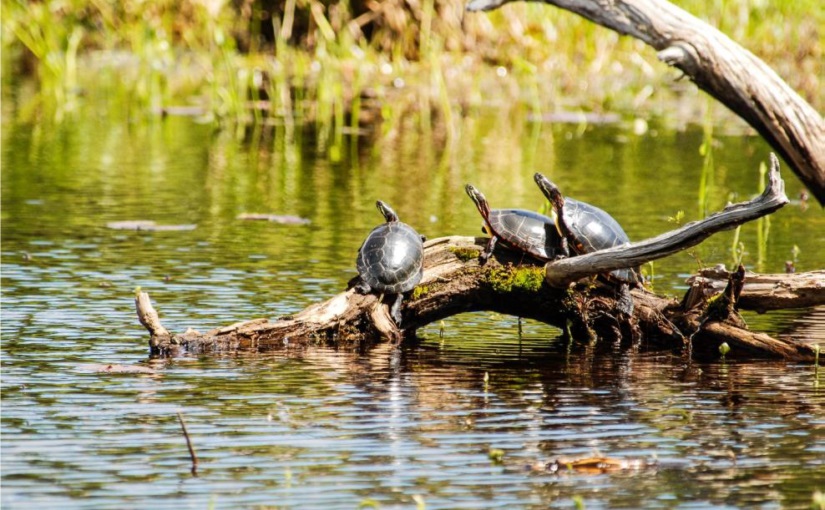 Three turtles sunning on a branch.