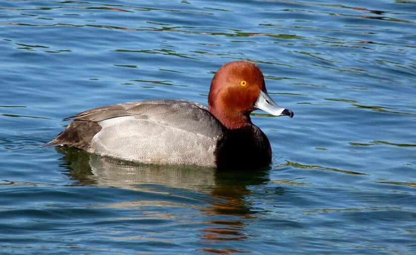Redhead Duck in the water.