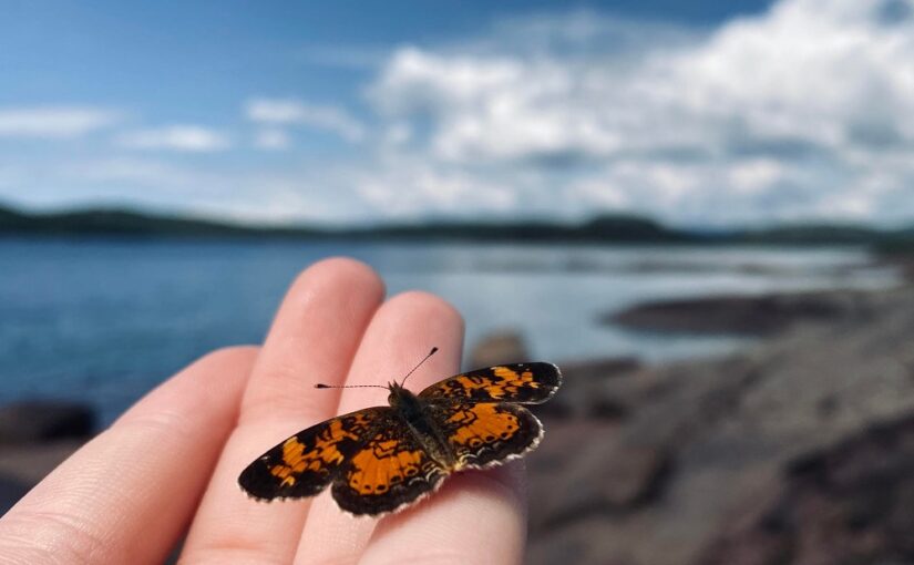 hand holding butterfly