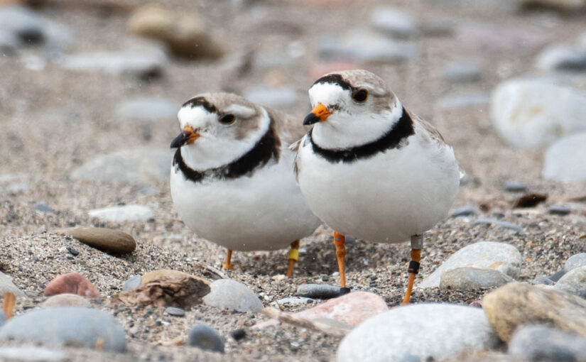 The Piping Plover power couple of Darlington