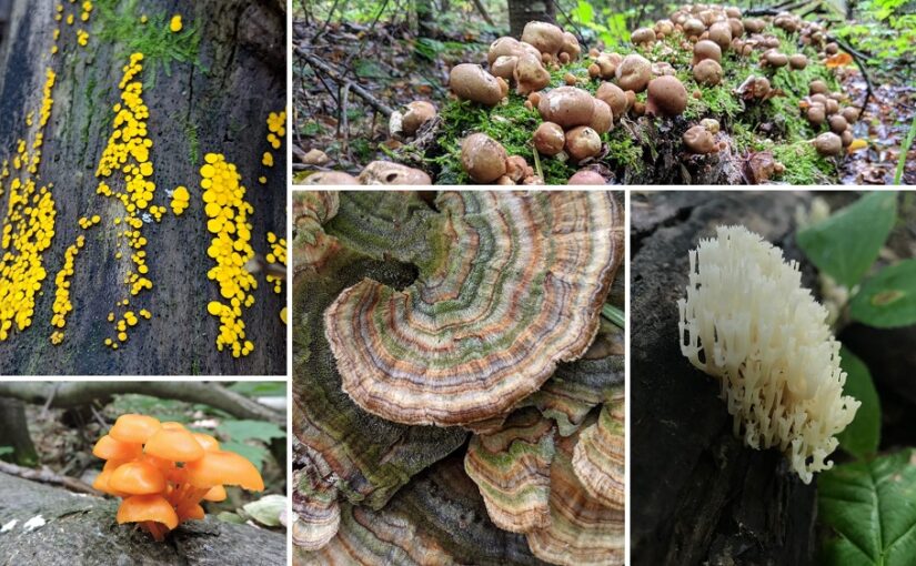collage of fungi