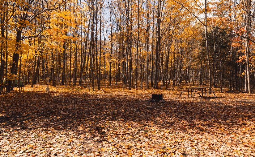 Campsite covered in fallen leaves.