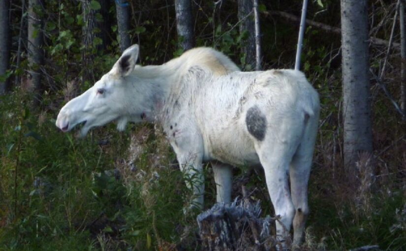 The White Moose Forest
