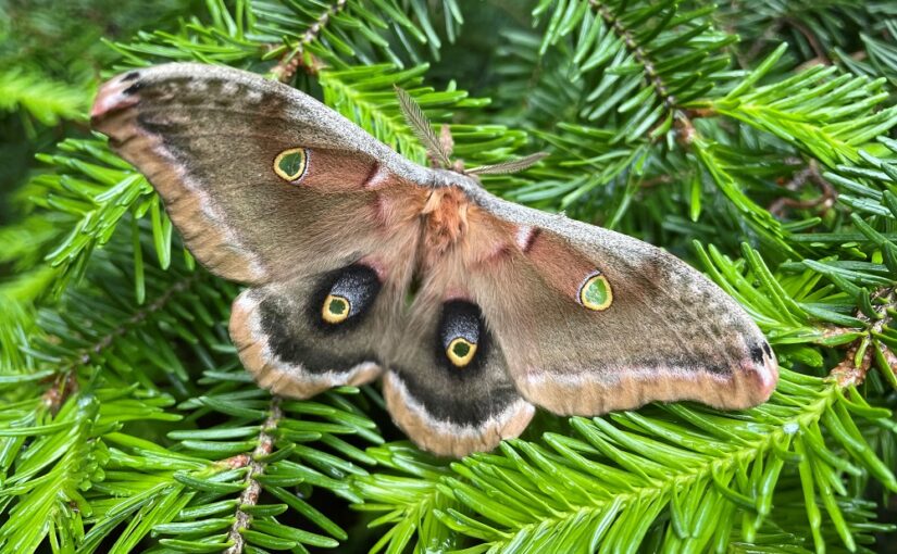 Five marvelous moth facts