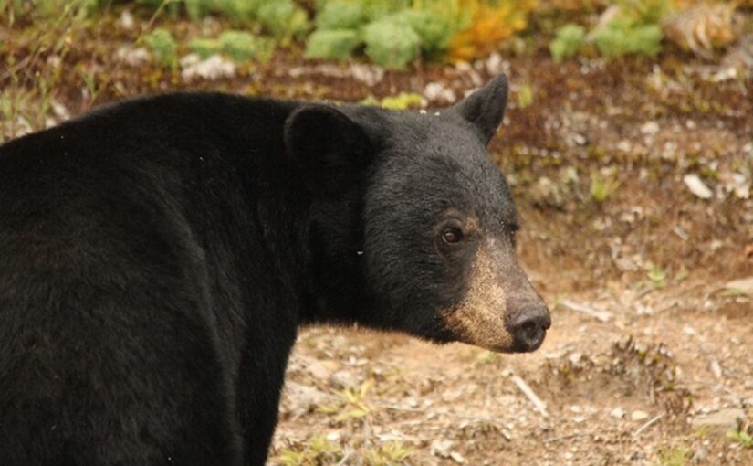 It’s August — what are Black Bears up to?