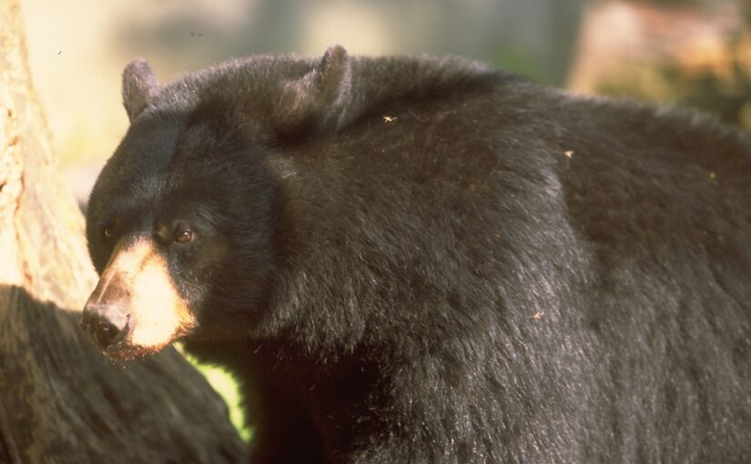 It’s October – what are Black Bears up to?