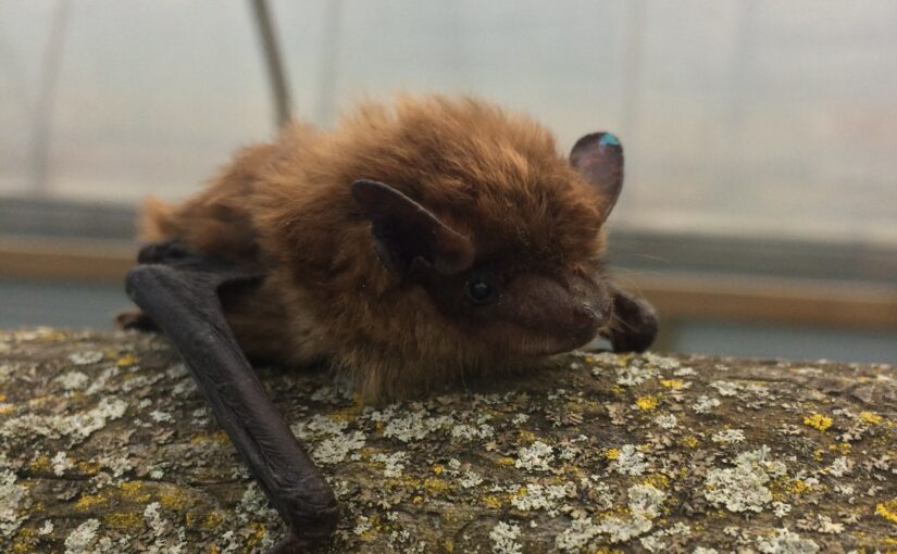 A close up of a furry brown bat sitting on a mossy log.