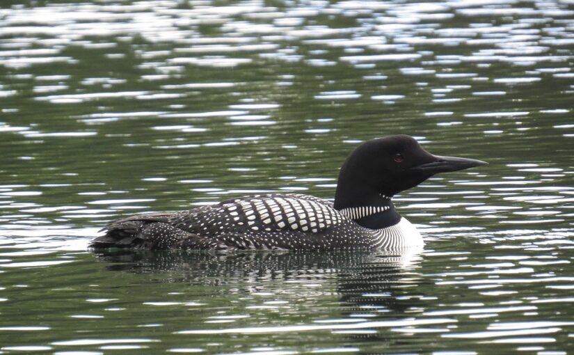 Loons are like campers — they love their park!