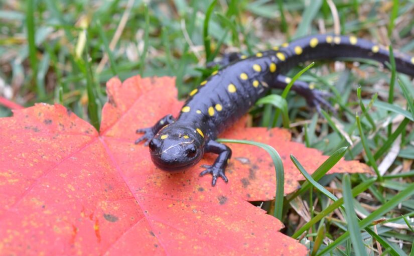 Where the wild things are: salamanders