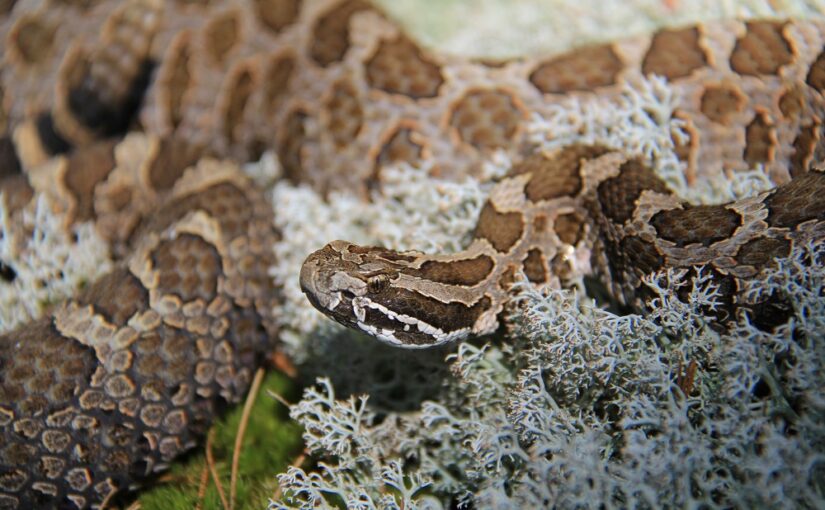 Regarding rattlesnakes at Killbear Provincial Park